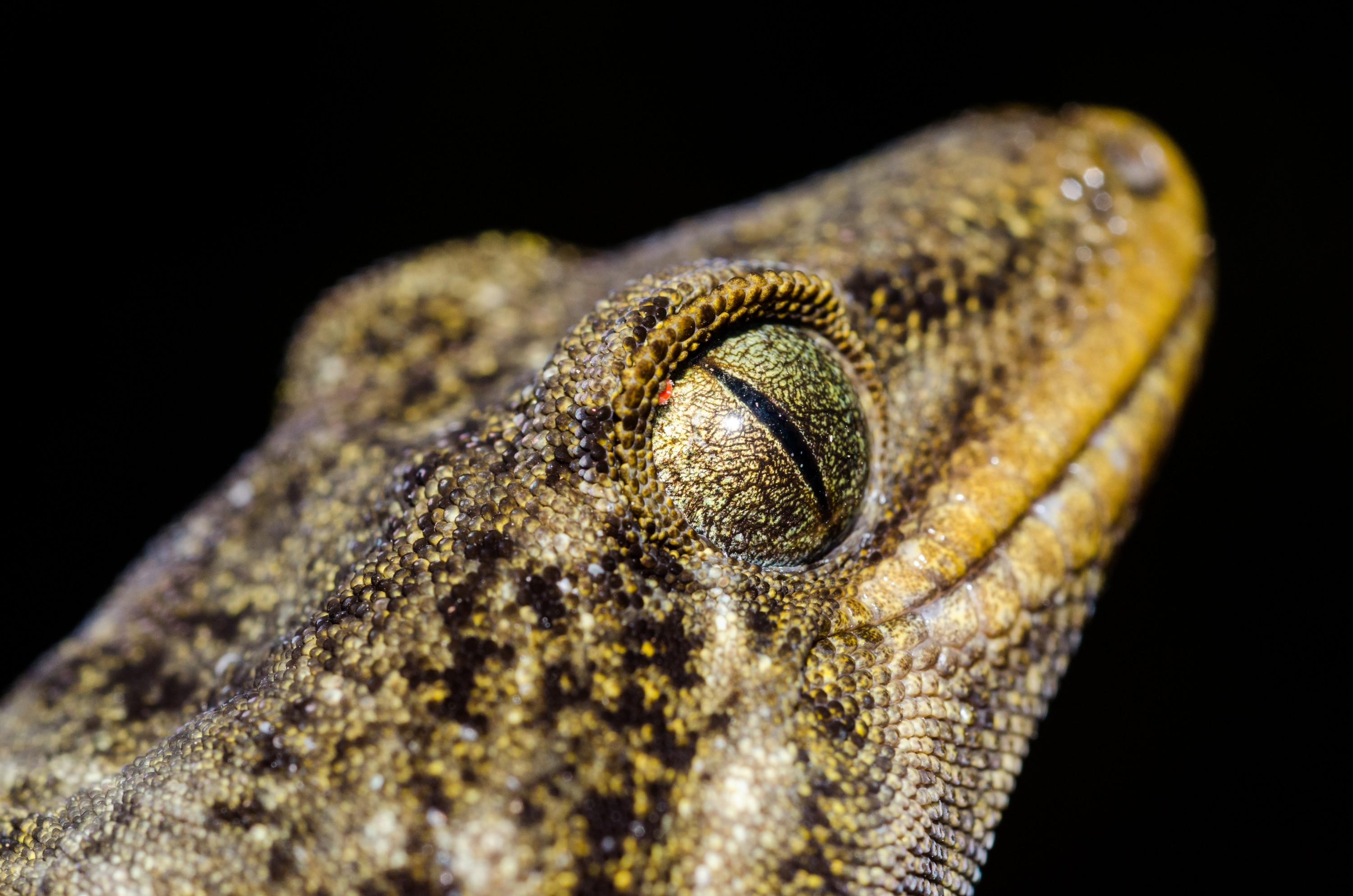 DSC_1453 – crispin, Duvaucel's, duvaucel, Gecko, Hoplodactylus, duvauceli, cold blood, lizard, crispin, hen, chicken, chicks, reserve, doc